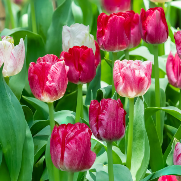 Tulip Bulbs - Hemisphere